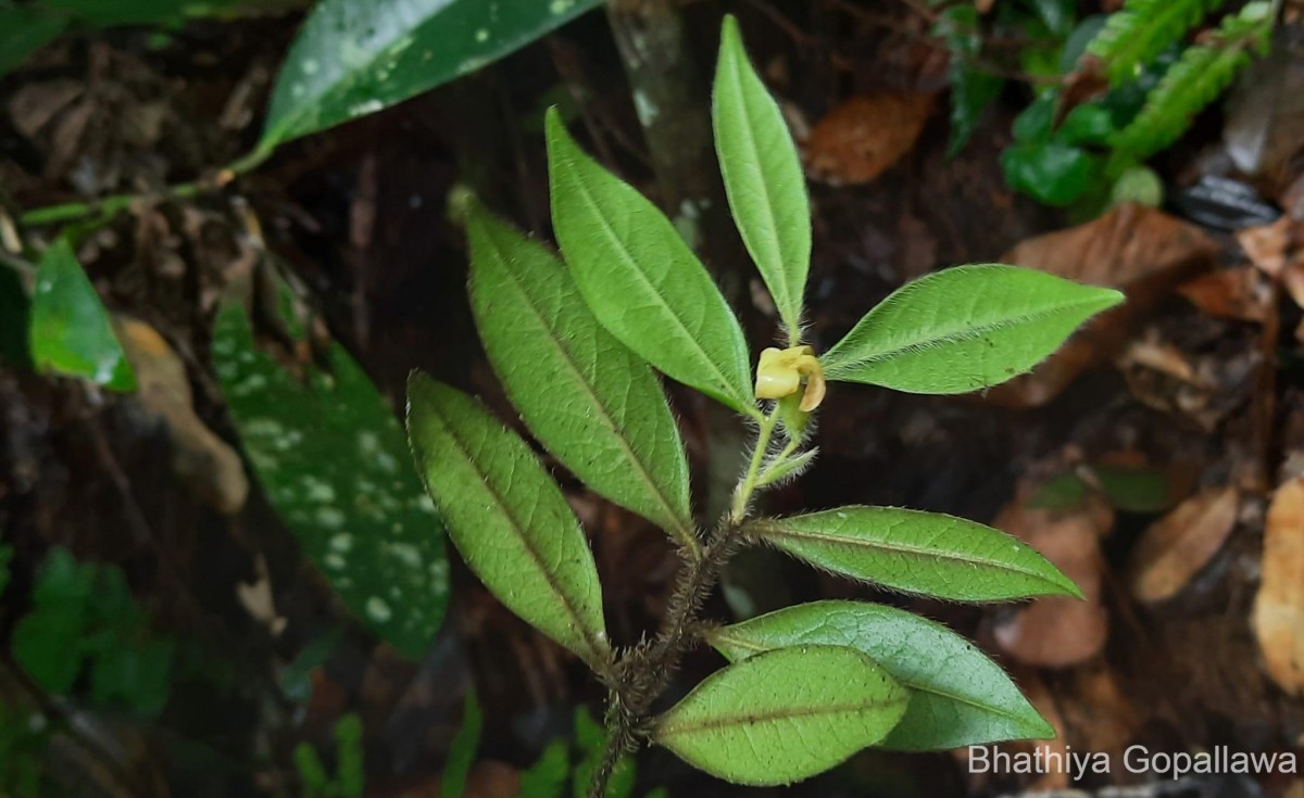 Diospyros trichophylla Alston